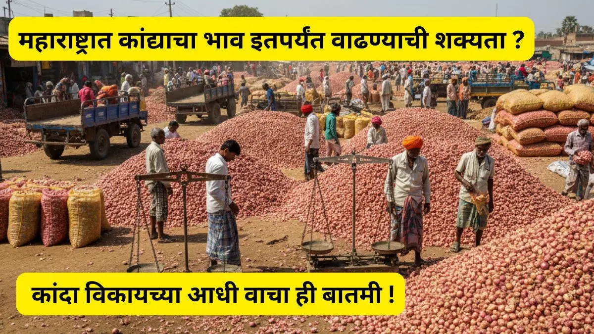 kanda latest bajarbhav 2025