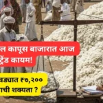 cotton-market-rate-maharashtra-11-november-2025-latest-update