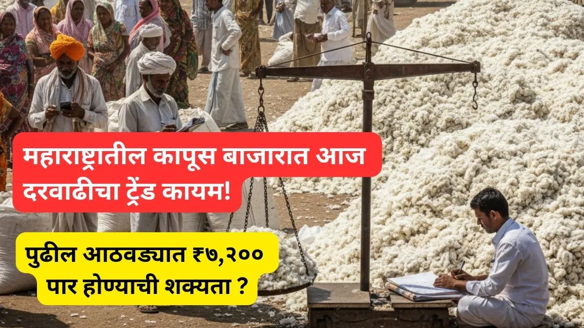 cotton-market-rate-maharashtra-11-november-2025-latest-update