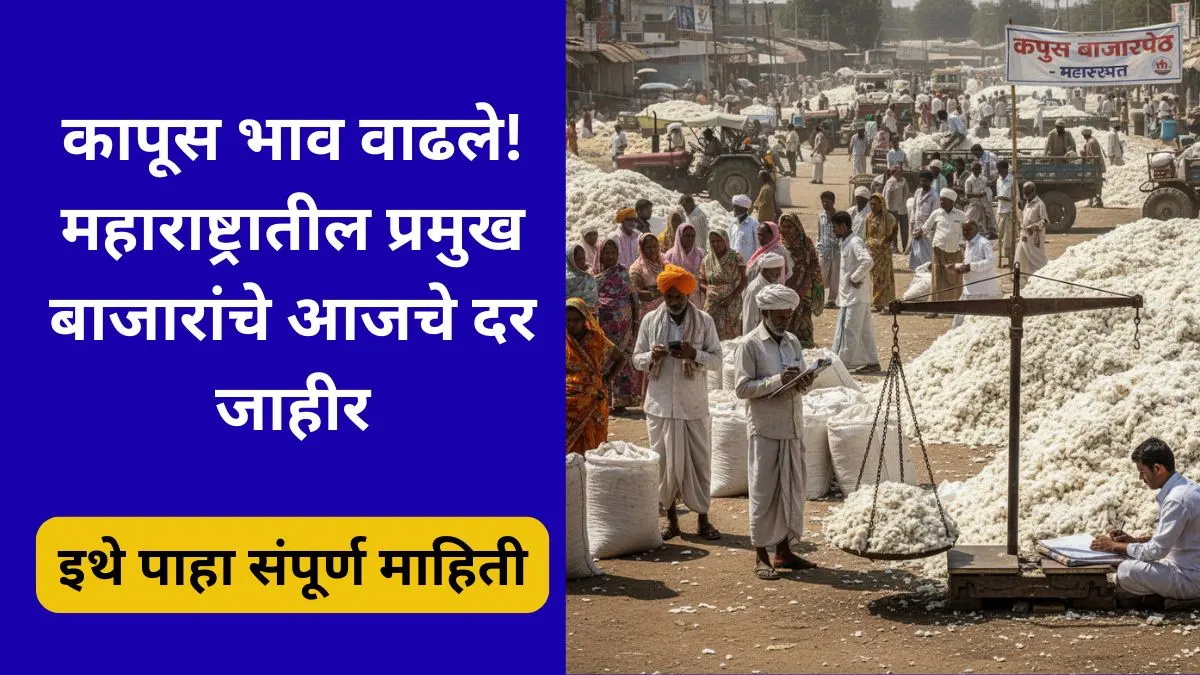 cotton-rate-today-maharashtra