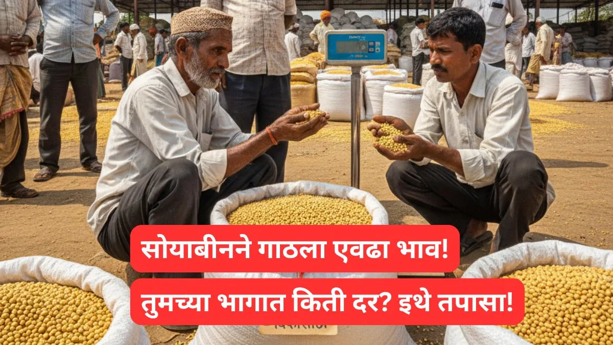 soyabin latest dar maharastra 2025